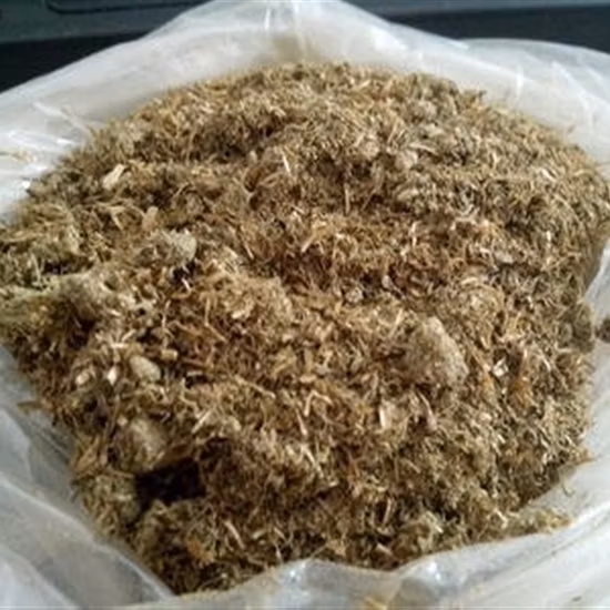 Nourrir le pollen de chrysanthème