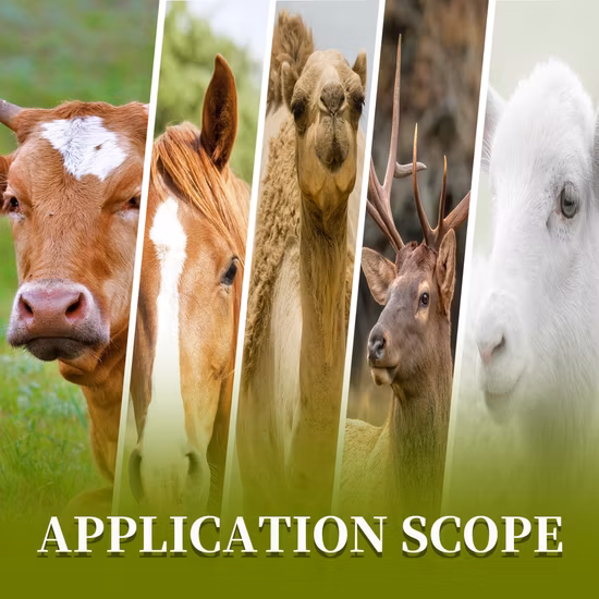 Additif alimentaire composé pour moutons pour favoriser la croissance des animaux, augmenter le poids corporel et améliorer la résistance 15 kg/seau